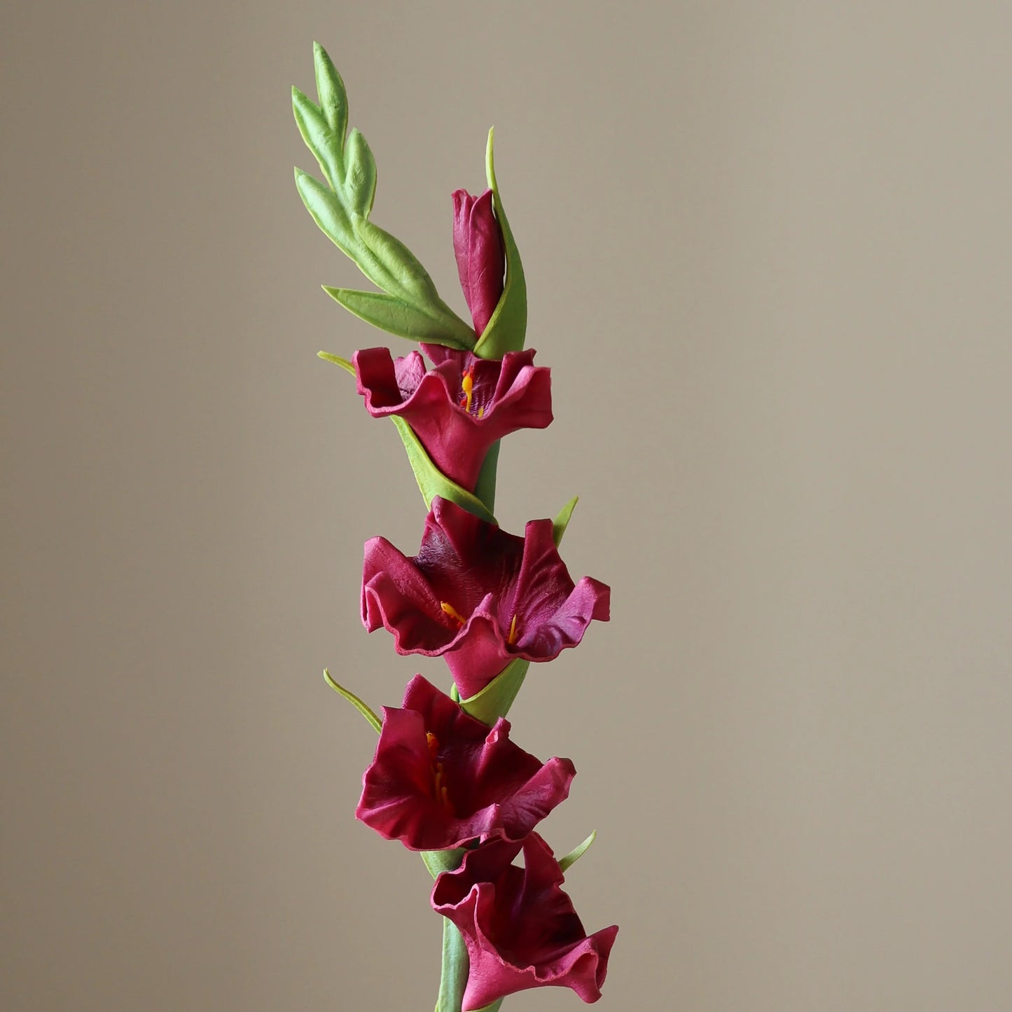 Botané, GLADIOLUS, DARK RED