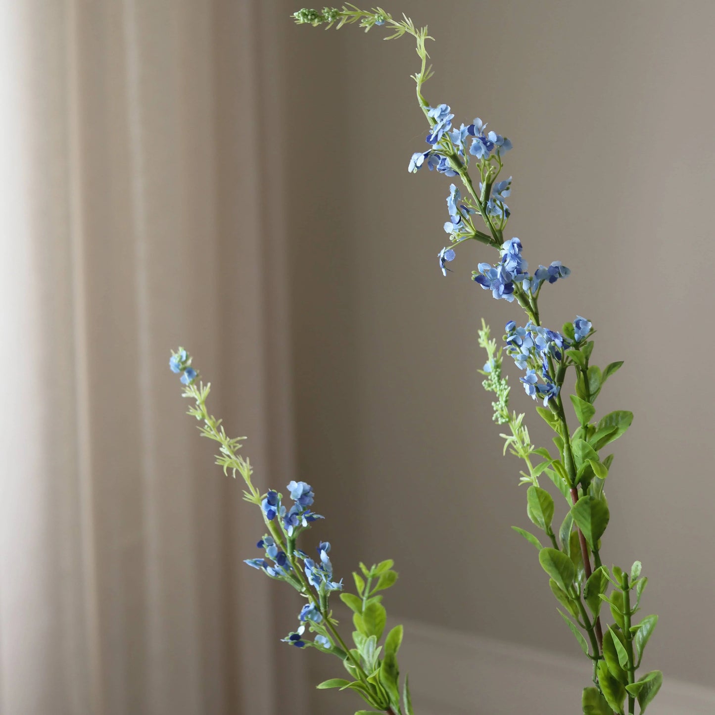 Botané, Wild flower, Blue