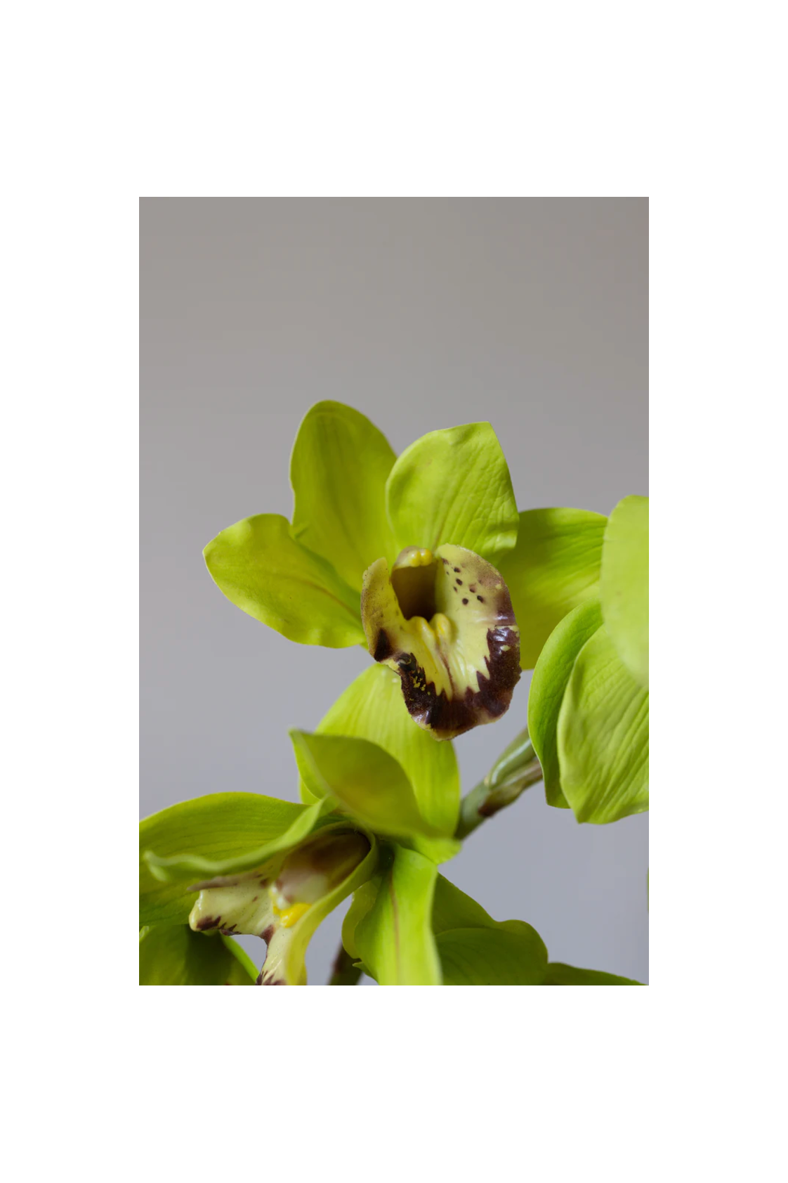 Bloom Object Kunstig Cymbidium Grøn