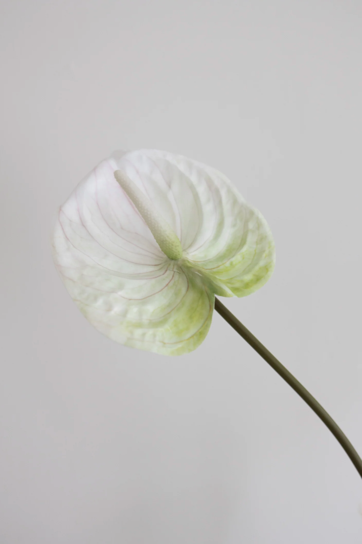 Bloom Object, Kunstig Anthurium, Naturtro