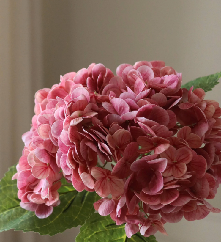 Botané, Pink Hydrangea Flower