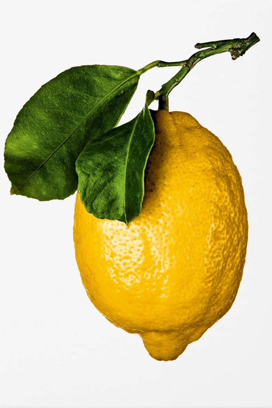 The Gourmand's Lemon. A Collection of Stories and Recipes