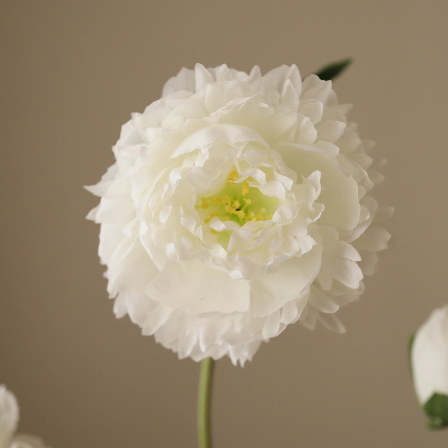 Botané, Peony Flower, White
