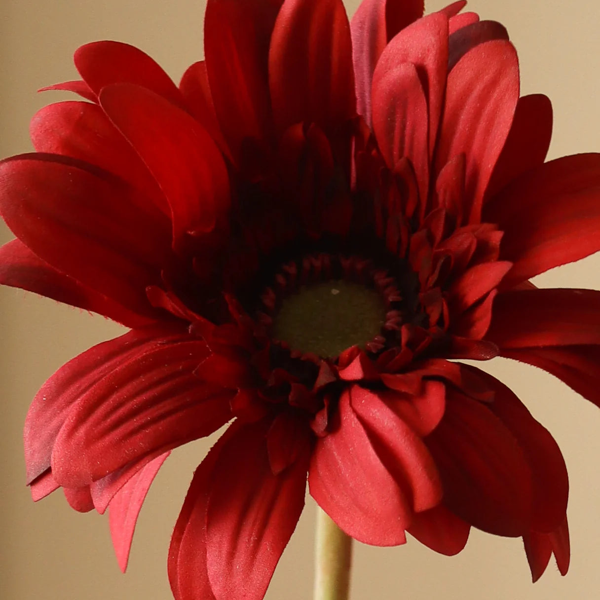 Botané, GERBERA DAISY, DARK RED