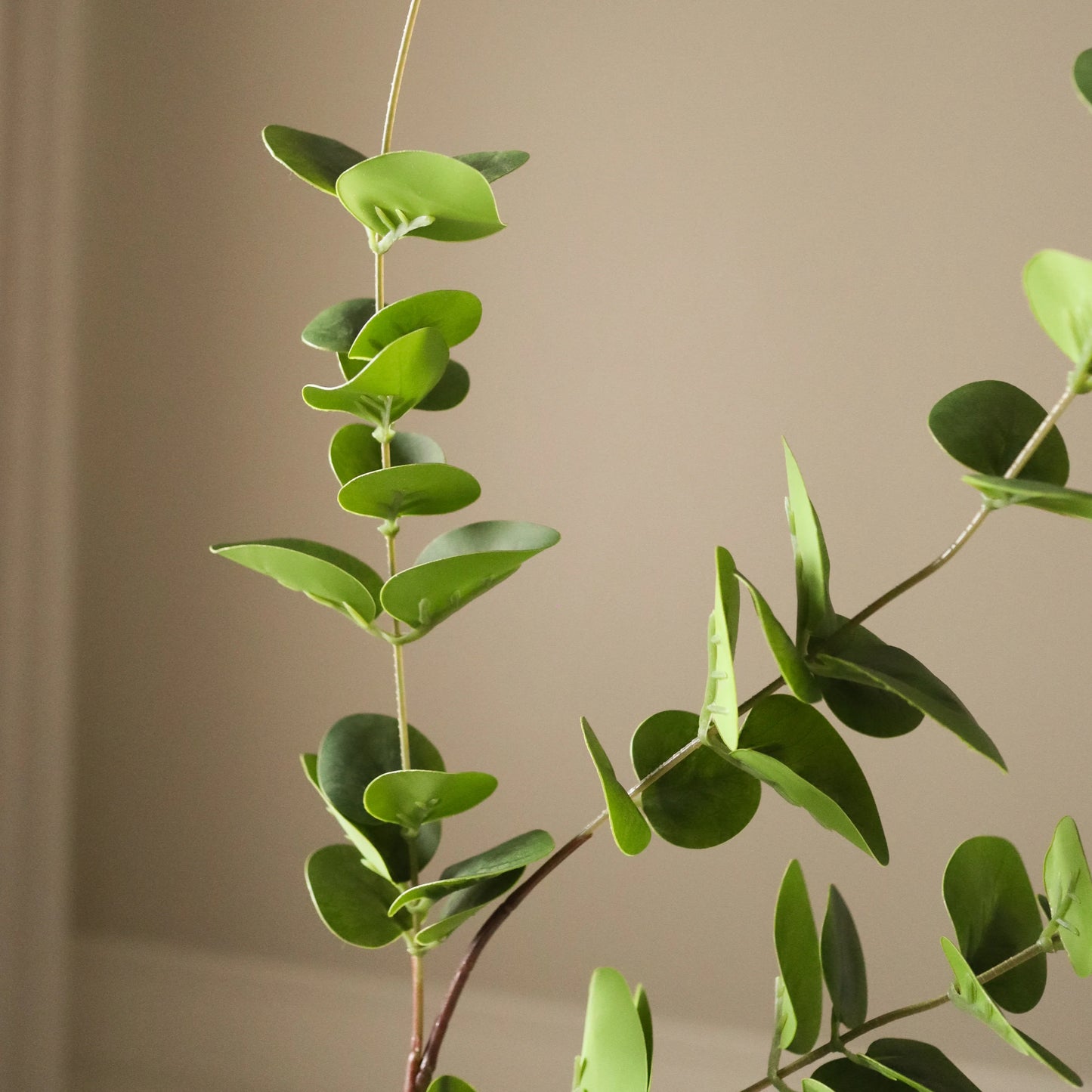 Botané, EUCALYPTUS THREE LEAVES, Green