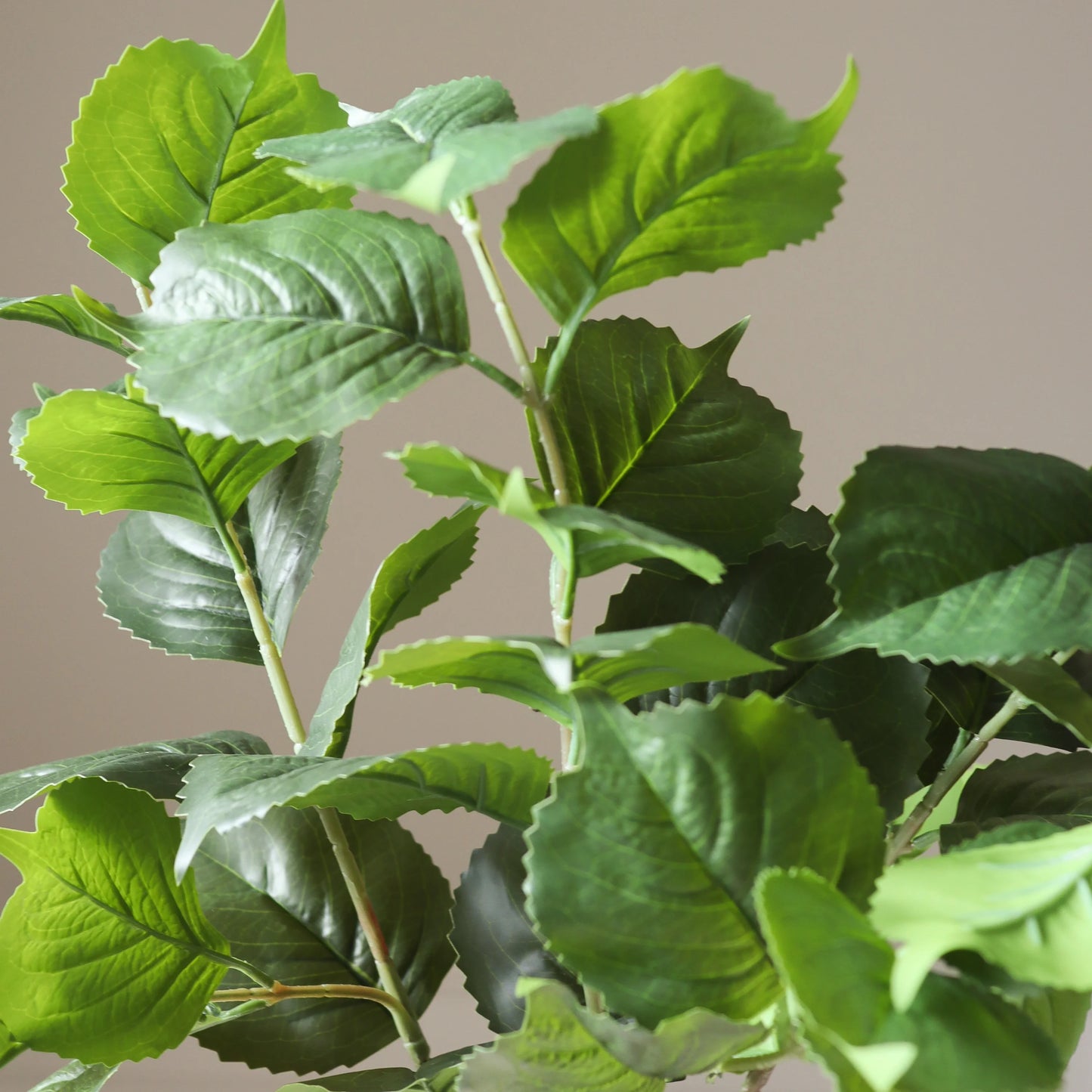 Botané, HYDRANGEA LEAVES, Green