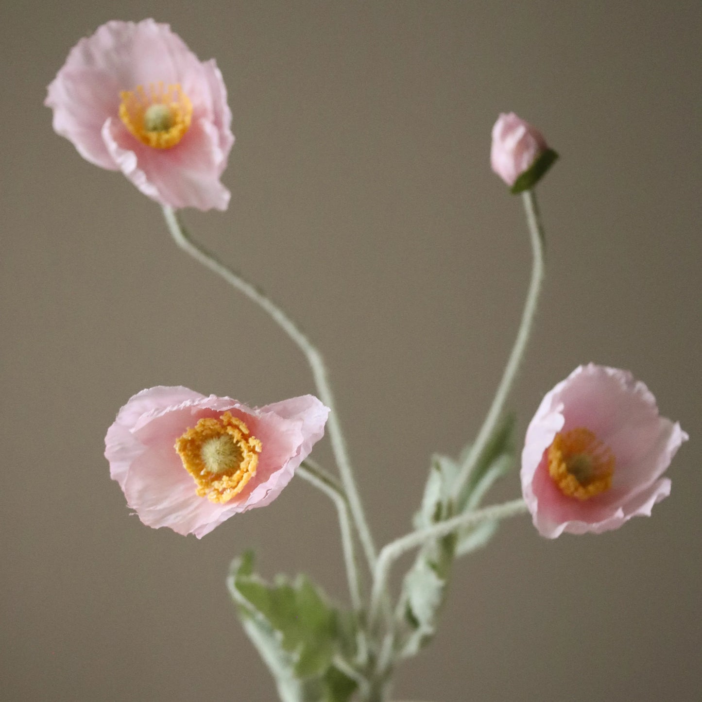 Botané, Light Pink Poppy Flower