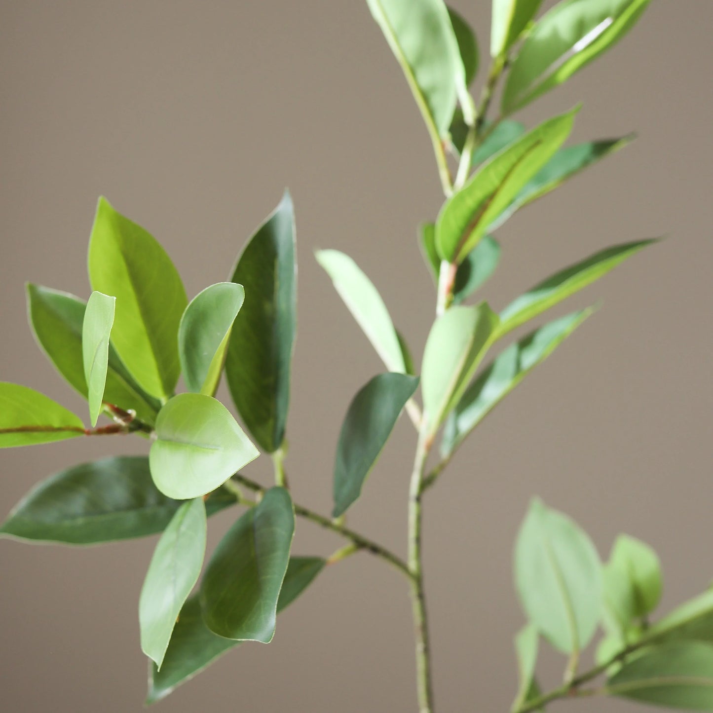 Botané, RUSCUS LEAVES, Green