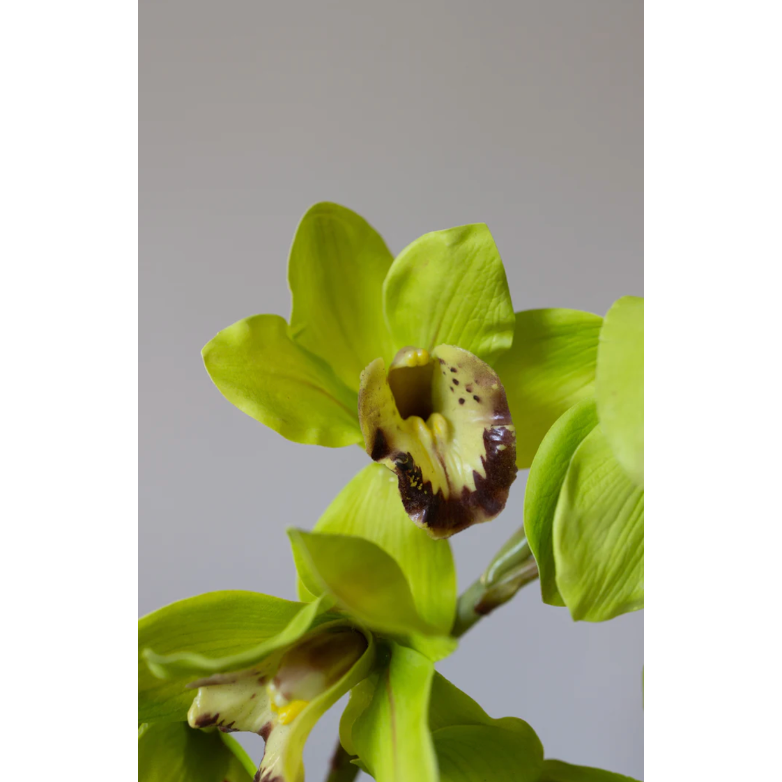 Bloom Object Kunstig Cymbidium Grøn