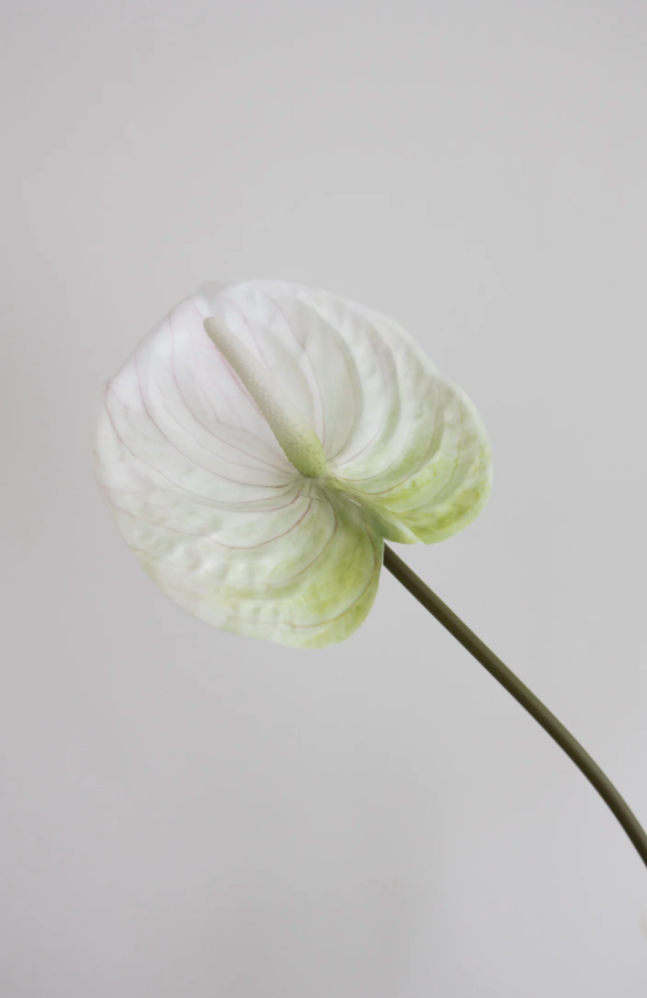 Bloom Object, Kunstig Anthurium, Naturtro