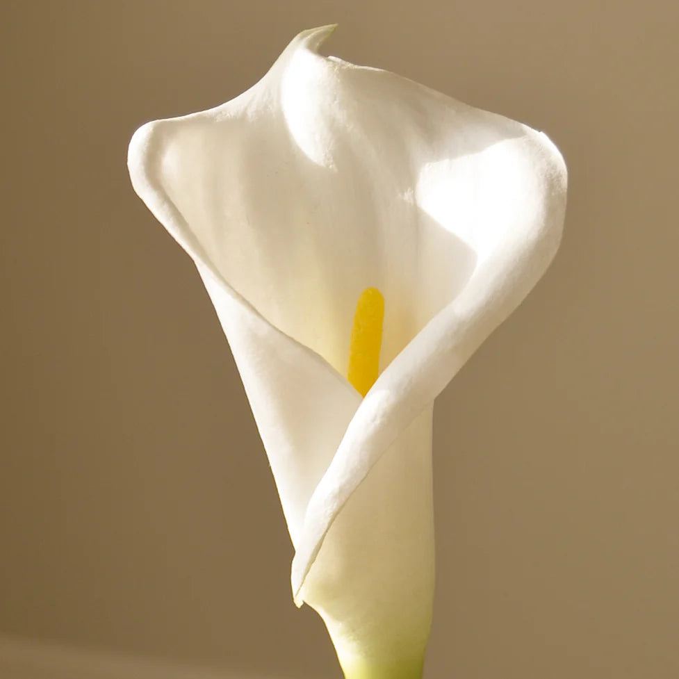 Botané, CALLA LILY, White