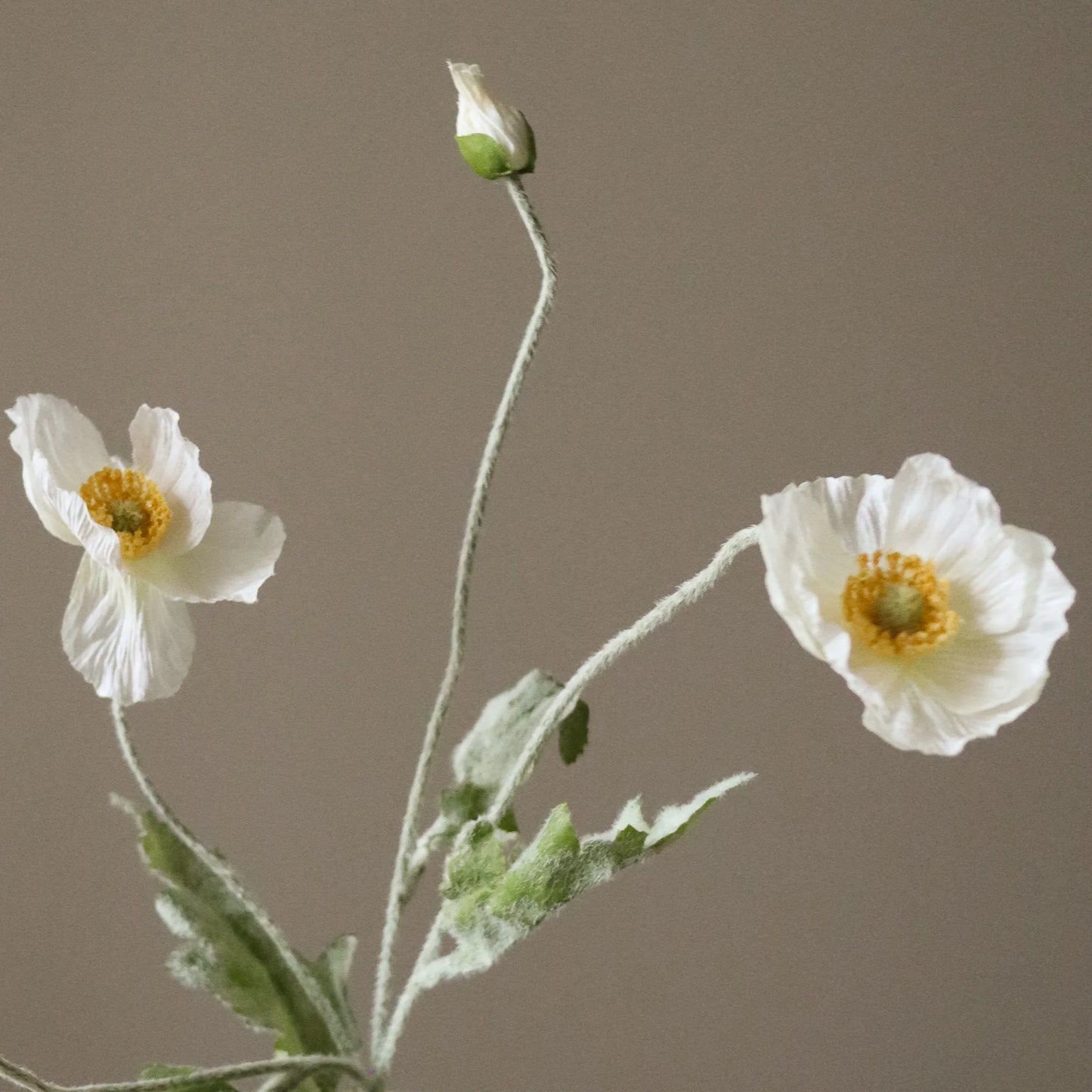 Botané, Poppy Flower, White