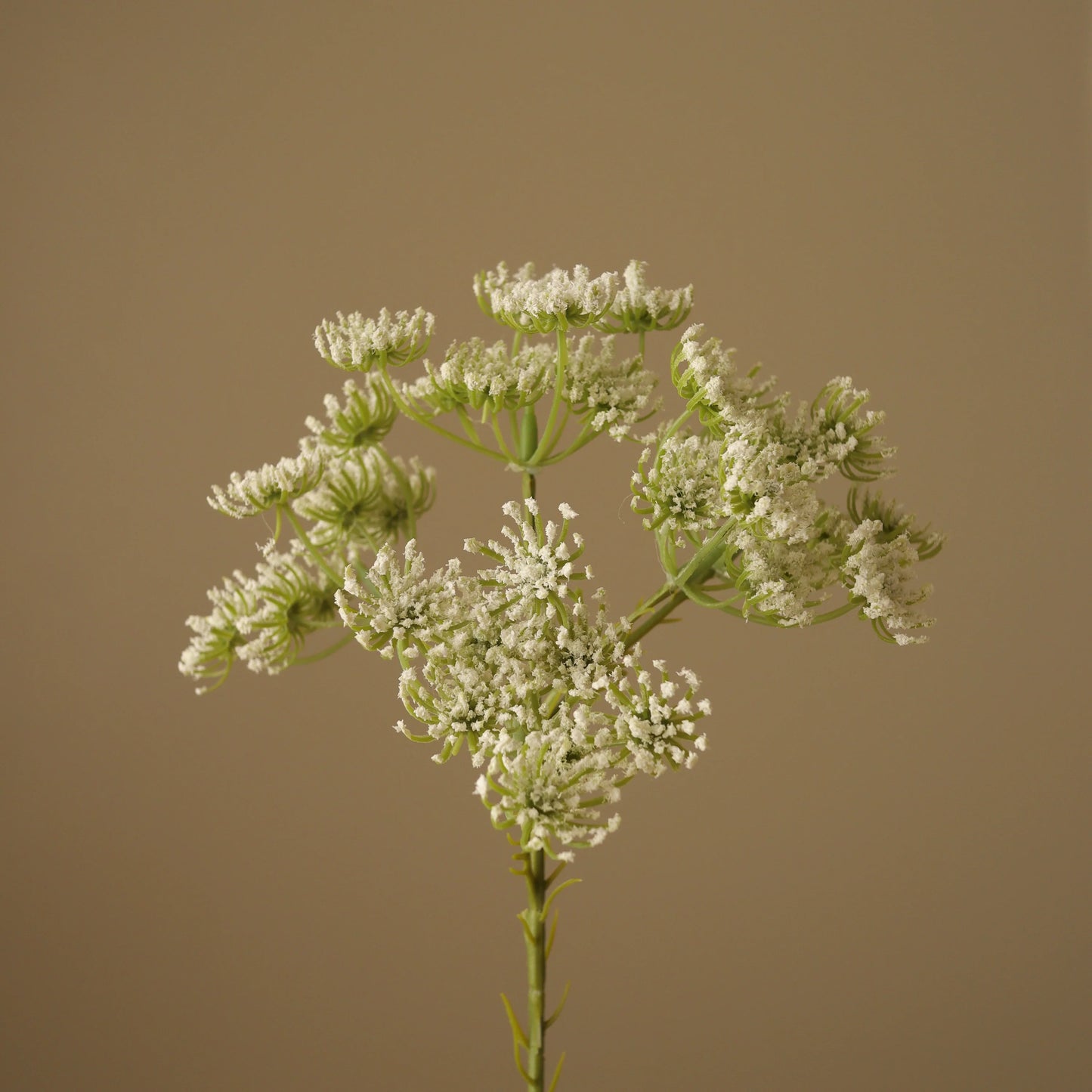 BOTANÉ, QUEEN ANNE'S LACE FLOWER, White
